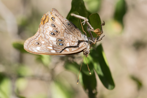 Empress Leilia photo 5