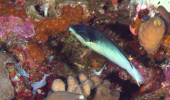 Anampses neoguinaicus