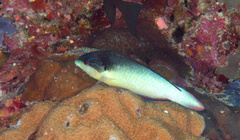 Anampses neoguinaicus