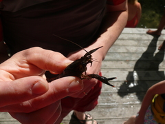 Procambarus spiculifer