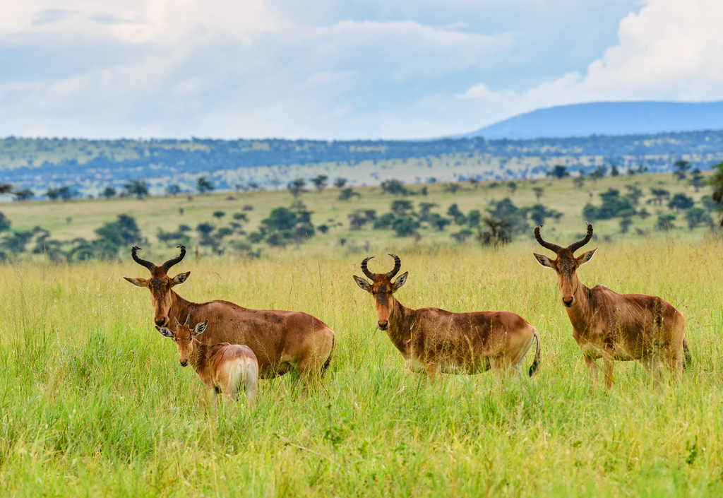 Coke’s hartebeest, Serengeti National Park, Tanzania, photographed by M P (Nevakee716)