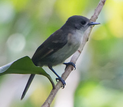 Pomarea dimidiata