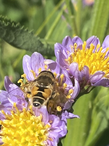 Unknown species found near New York Botanical Garden, New York, NY, US