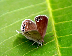 Leptomyrina gorgias sobrina