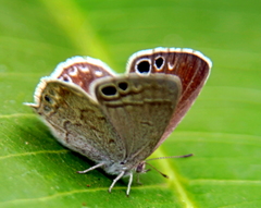 Leptomyrina gorgias sobrina