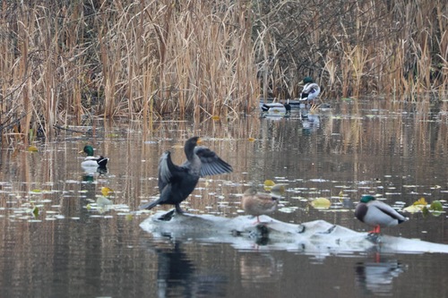 Double-crested Cormorant