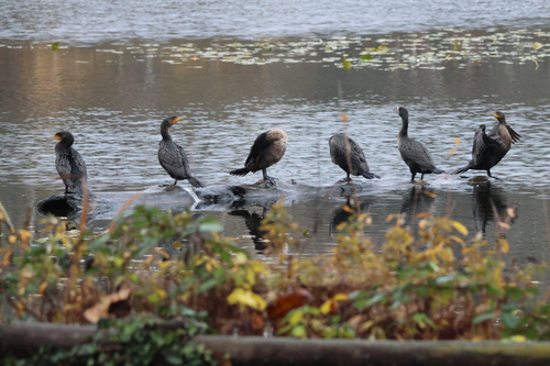 Double-crested Cormorant