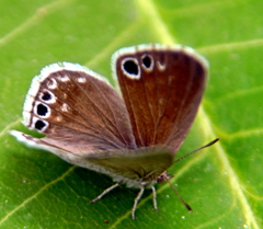 Leptomyrina gorgias sobrina