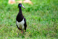 Abdim's Stork photo 5