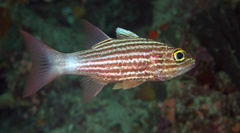 Cheilodipterus intermedius