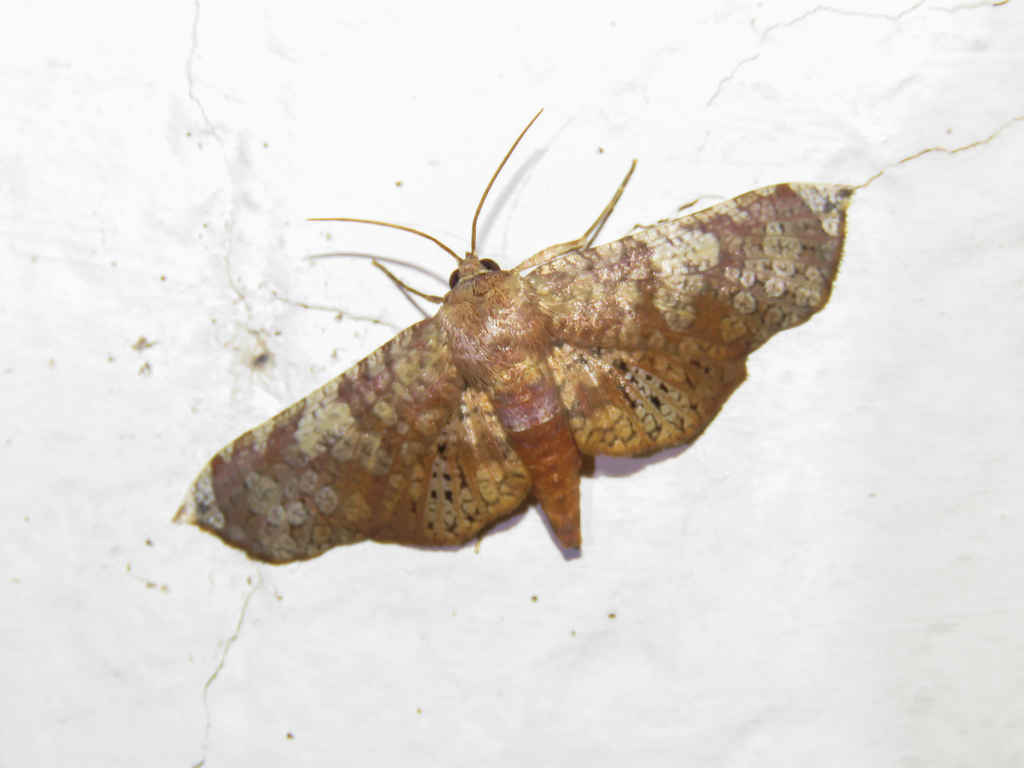 Rhodoneura nebulosa
