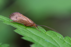 Anabolia