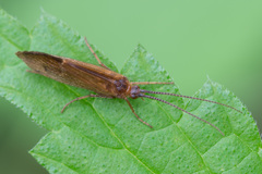 Anabolia