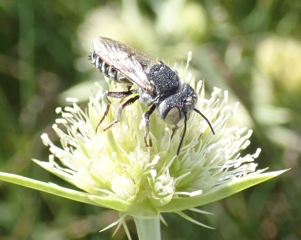 Coelioxys acanthura