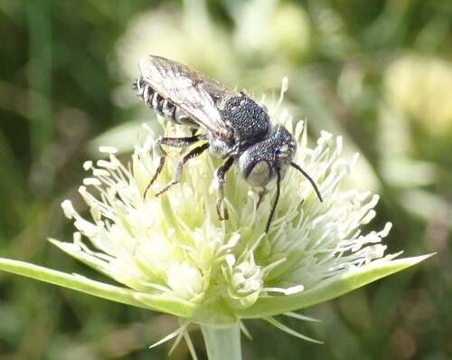 Foto von Coelioxys acanthura