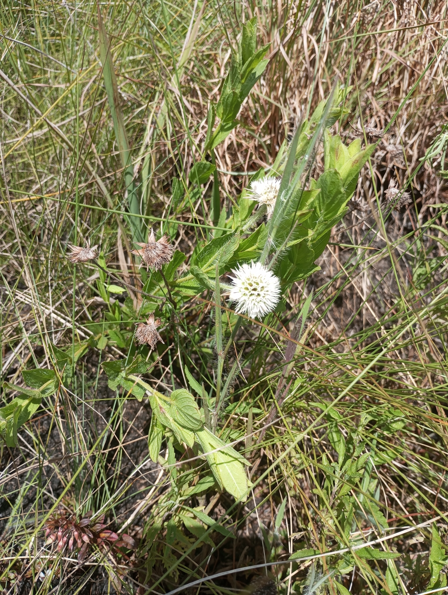 Hyptis caespitosa