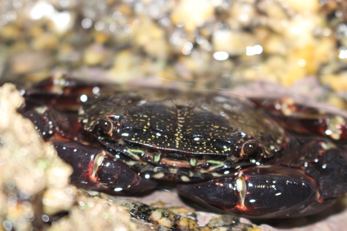 Marbled Crab, photo 8 of 8