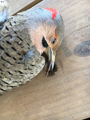 Colaptes auratus auratus