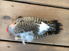 Colaptes auratus auratus