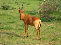 Alcelaphus buselaphus lelwel