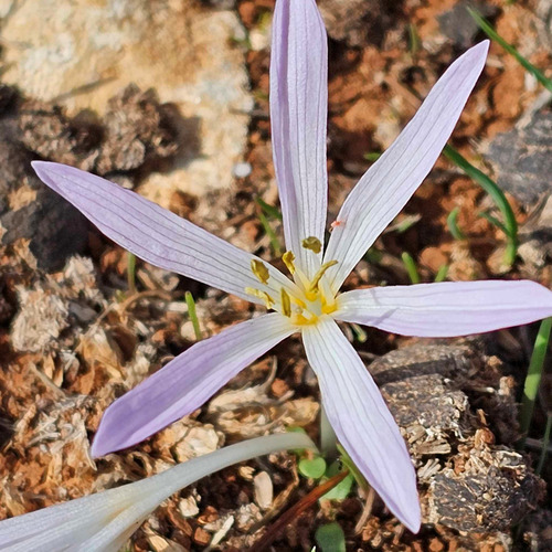 Mediterranean Meadow Saffron