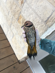 Colaptes auratus auratus