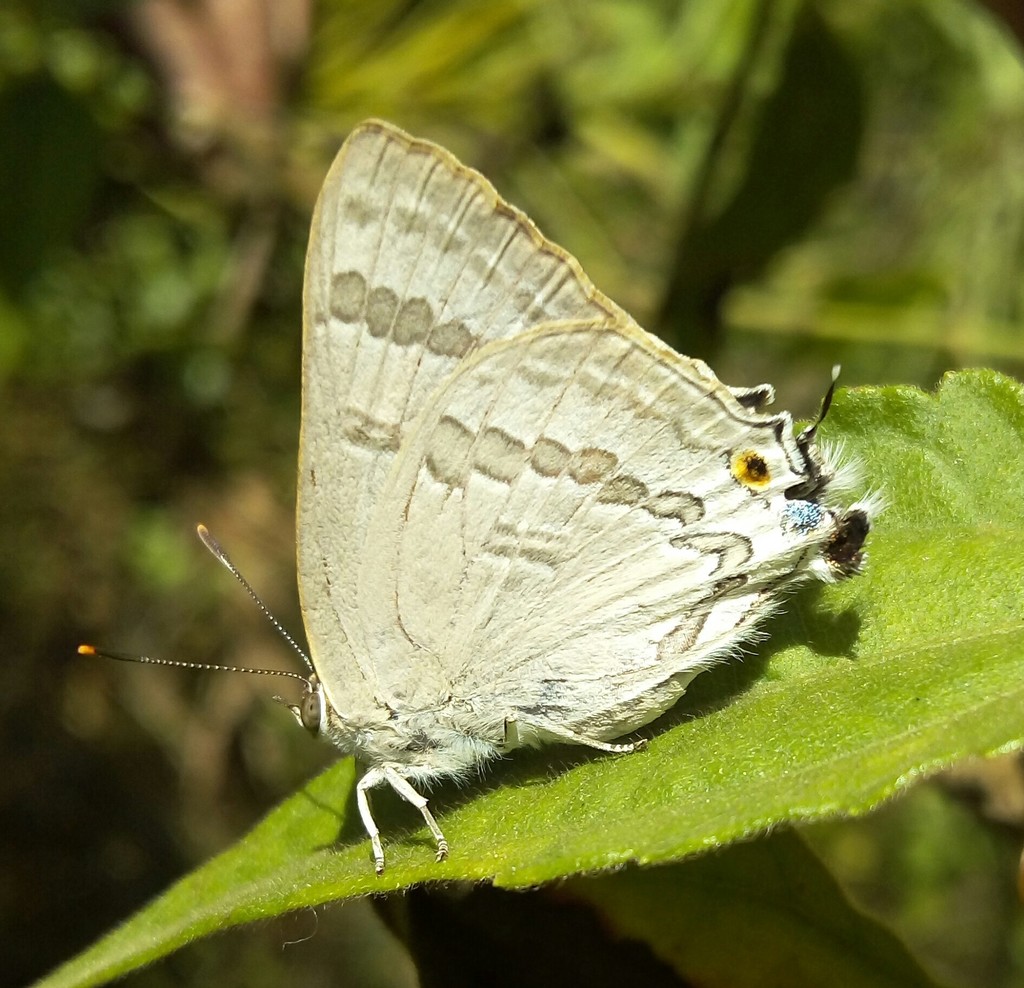 Virachola