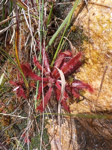 Drosera latifolia (Drosera latifolia)