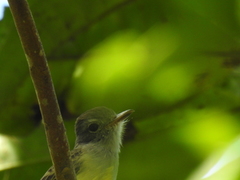 Myiarchus panamensis
