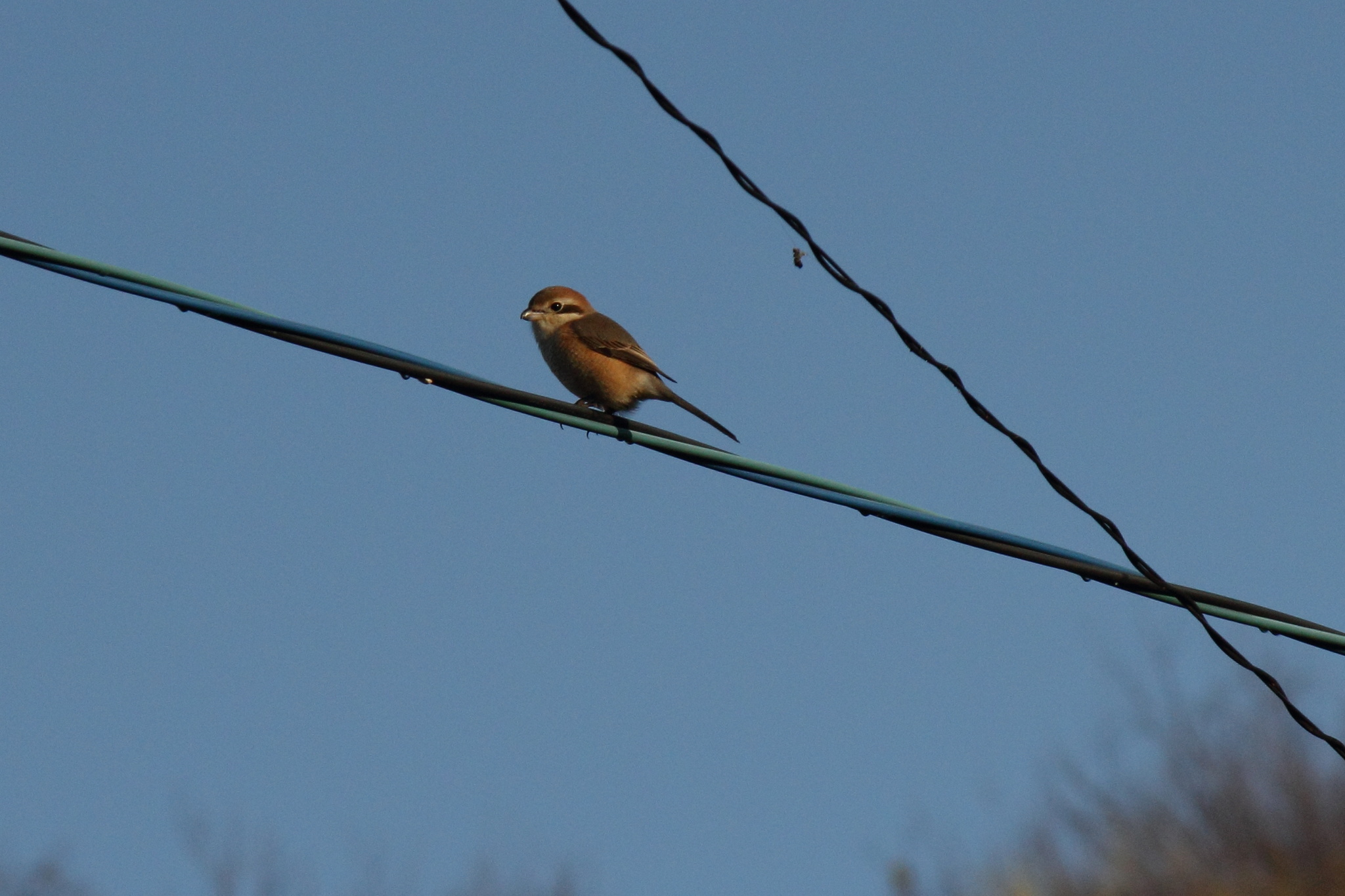Bull-headed Shrike