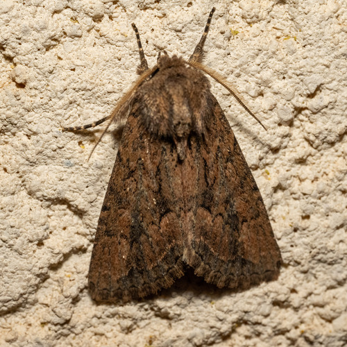 Heliophobus discrepans