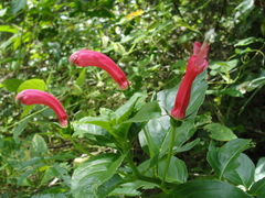 Centropogon cornutus