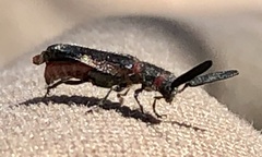 Monophylla terminata