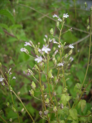 Lobelia xalapensis