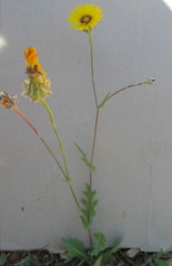 Reichardia tingitana