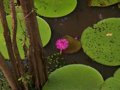 Victoria amazonica