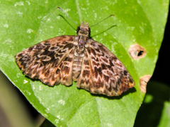 Cycloglypha thrasibulus thrasibulus