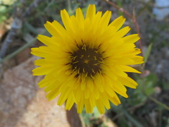 Reichardia tingitana
