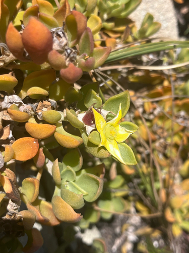 Hard Baconfig (Aizoon rigidum)