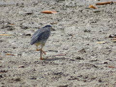 Butorides striata