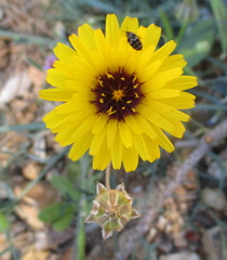 Reichardia tingitana
