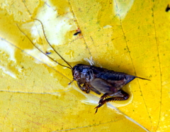 Gryllinae