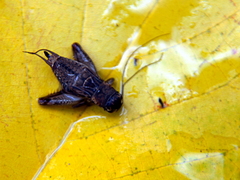 Gryllinae