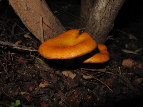 iNaturalist observation photo of western jack-o'-lantern