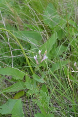 Astragalus pallescens