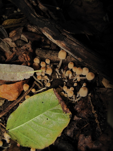 iNaturalist observation photo of Coprinellus