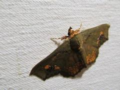 Lopharthrum comprimens