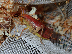 Gammarotettix aesculus