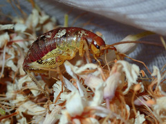 Gammarotettix aesculus