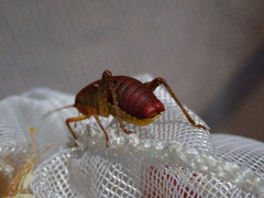 Gammarotettix aesculus